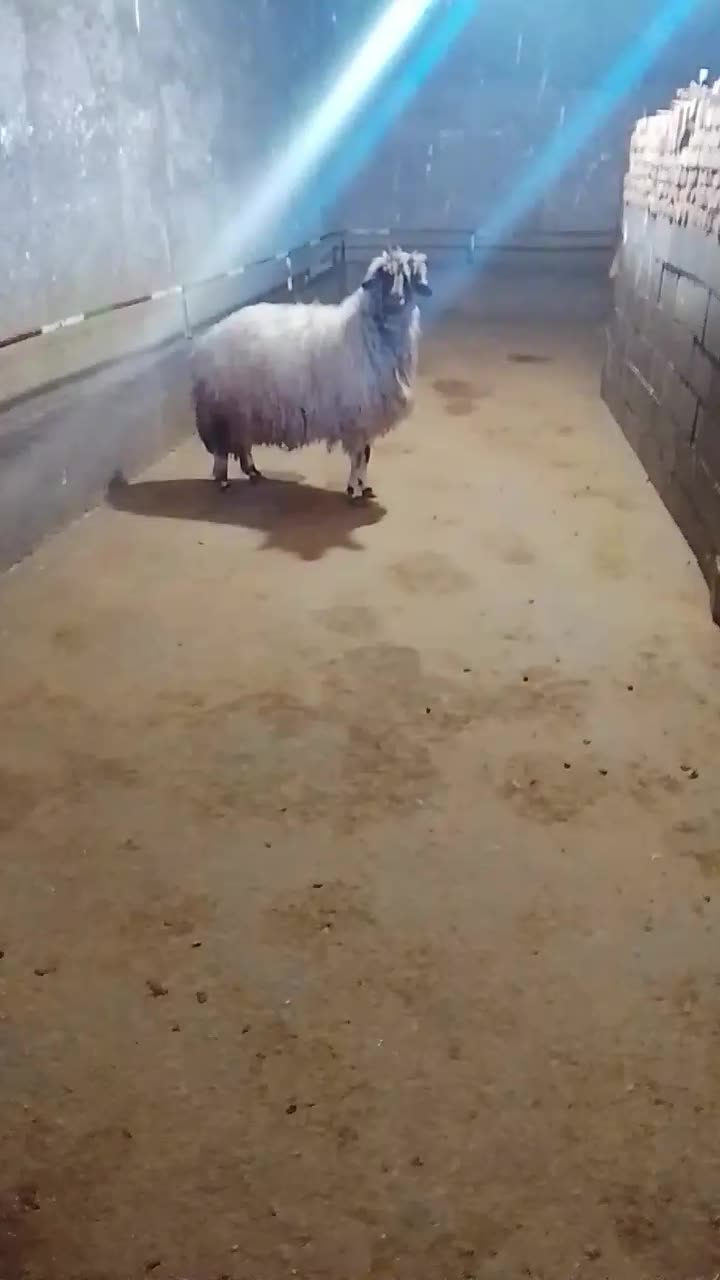 شیشک لری|حیوانات مزرعه|بیرانوند, |دیوار