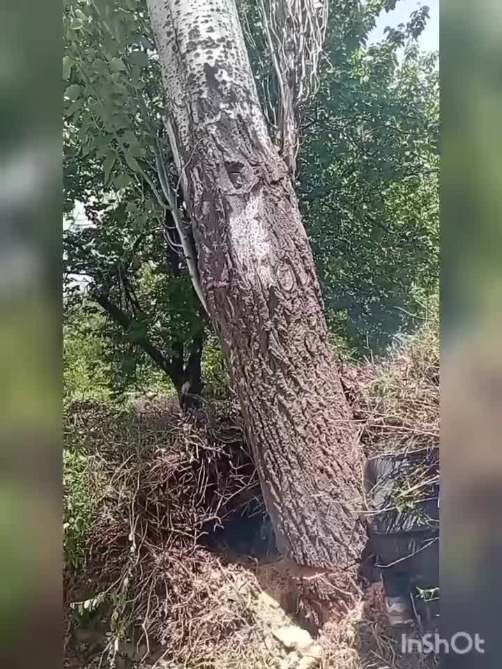 خرید انواع درخت و چوب|خدمات باغبانی و درختکاری|تویسرکان, |دیوار