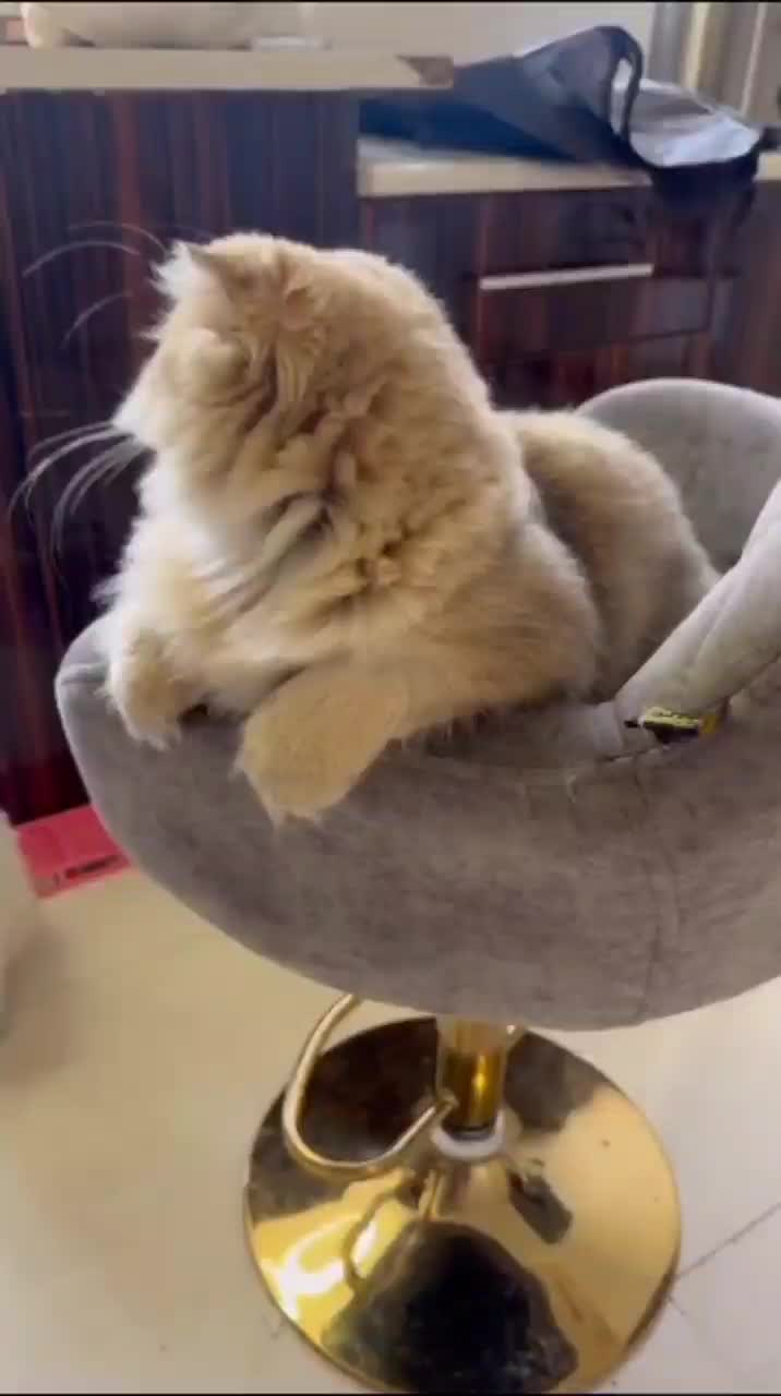 نر بالغ|گربه|دزفول, |دیوار