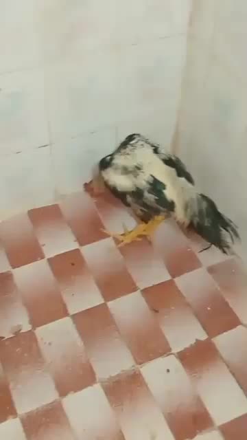 حیون|حیوانات مزرعه|جیرفت, |دیوار