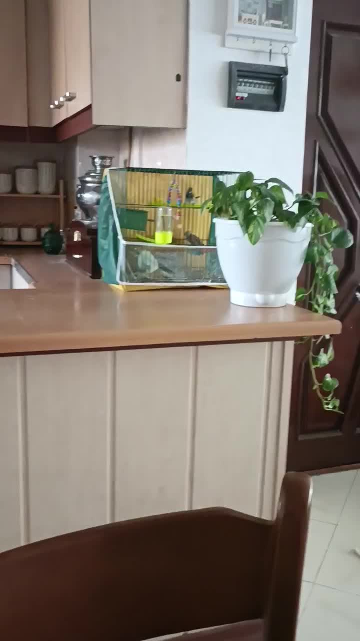 فنچ بنگالی نر|پرنده|مشهد, شهرک ابوذر|دیوار