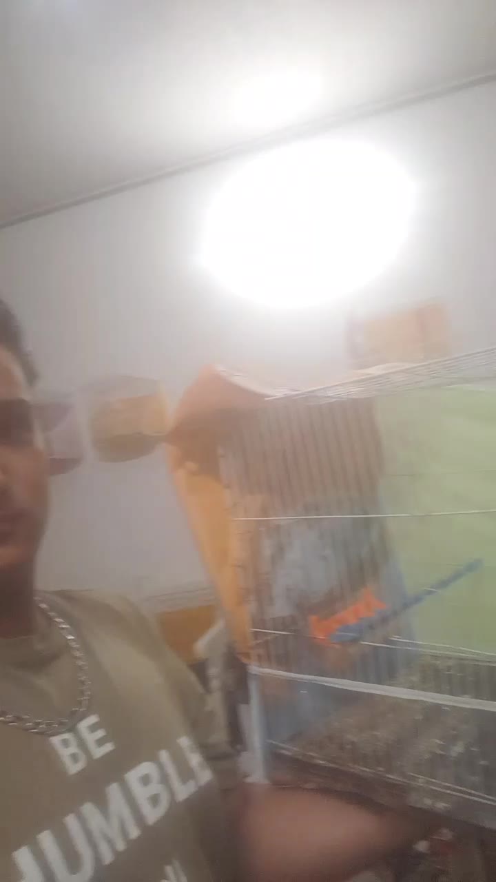 قناری ۹ تا نر شلاغی ۳ تا ماده. رسمی بلند. فر.کاکلی|پرنده|مشهد, شهرک امام سجاد|دیوار