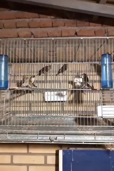 سهره قناری نشان‌دار|پرنده|اردبیل, |دیوار