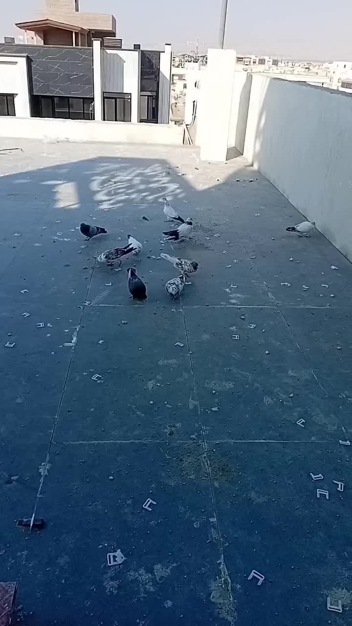 کفتر تهرانی پرشی|پرنده|کرج, کوی مهر|دیوار