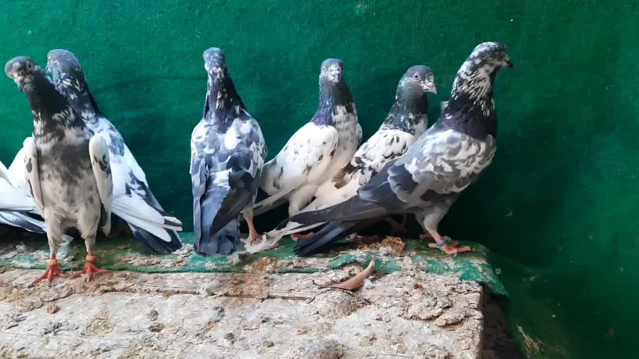 فروش جمله انواع کبوتر پاکستانی و ایرانی|پرنده|میناب, |دیوار