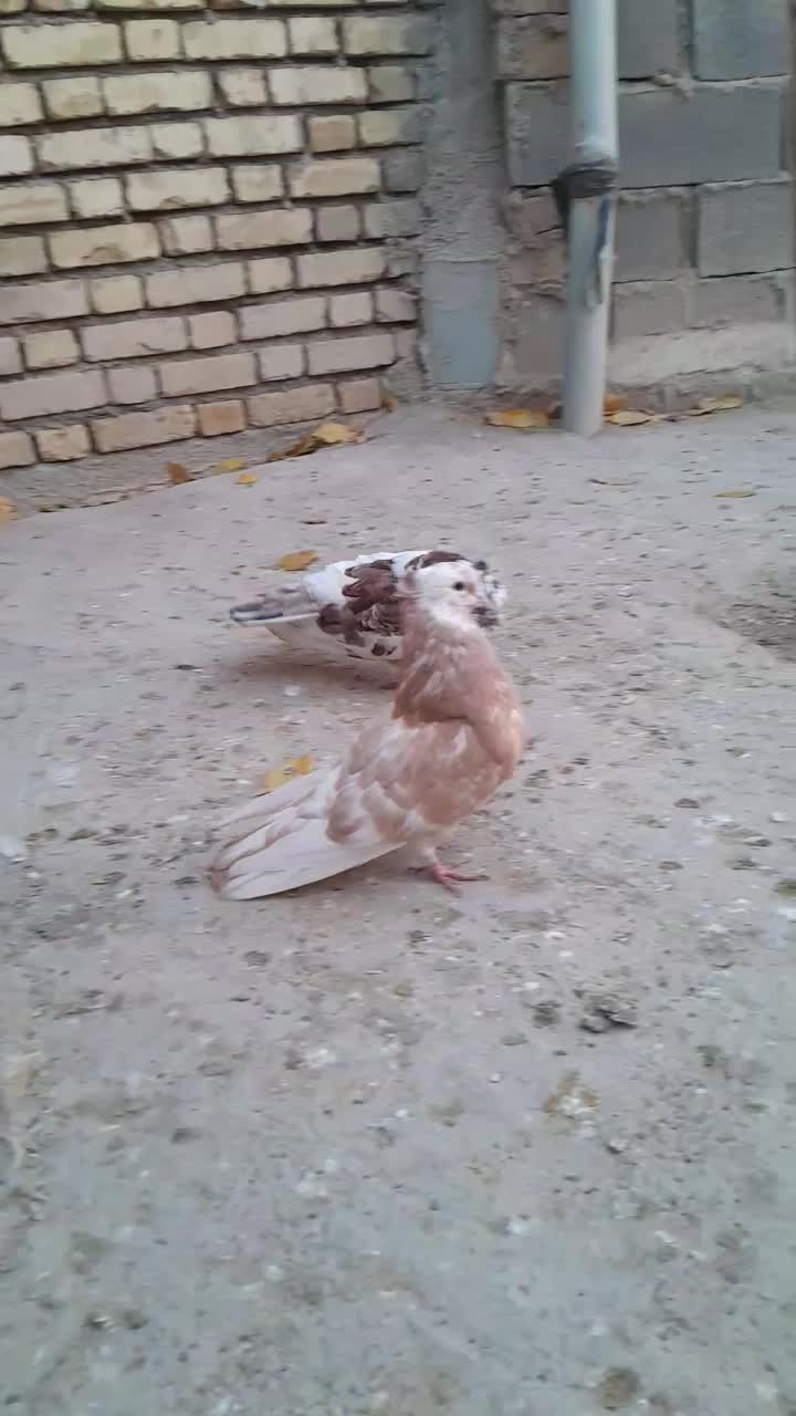 جفت آپاچی نقابی زیبا|پرنده|ماهیدشت, |دیوار