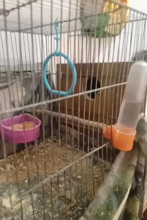 عروس هلندی جفت مولد|پرنده|خوی, |دیوار