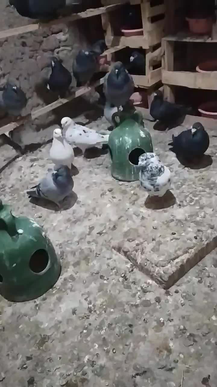 کبوتر پرشی|پرنده|محمدبار, |دیوار