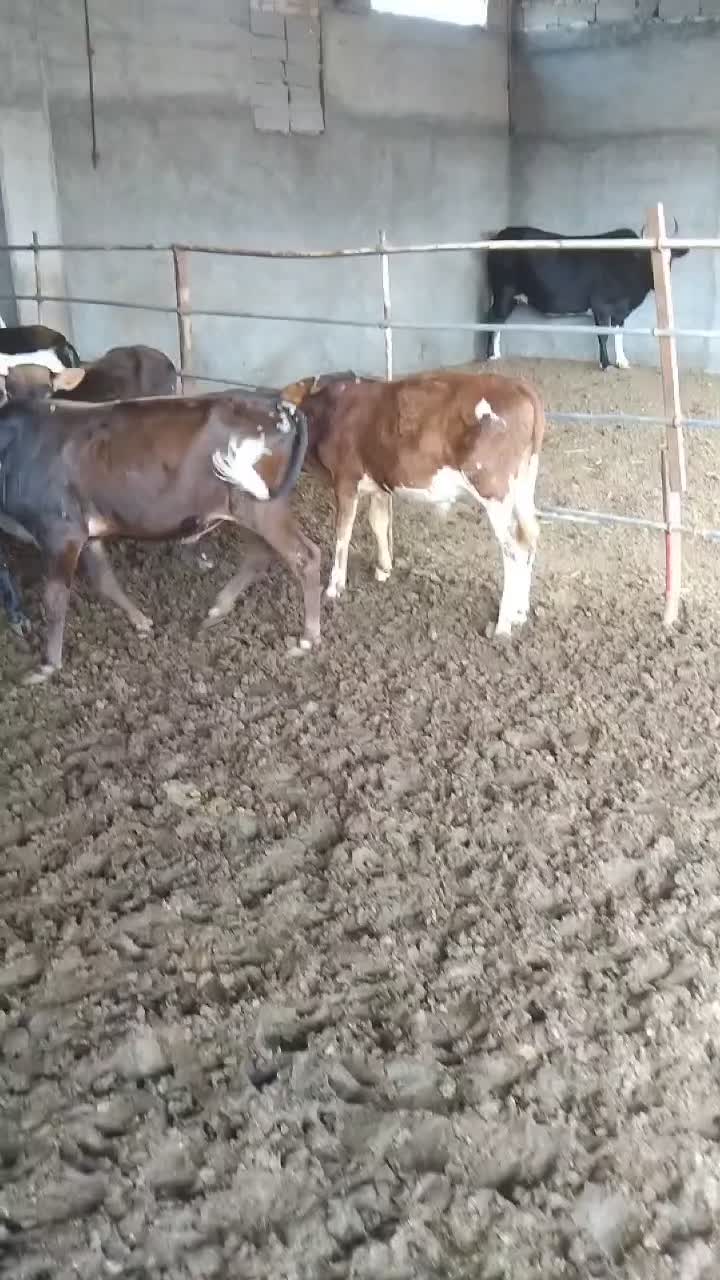 فروش ۲۸ راس گوساله دورگ|حیوانات مزرعه|تهران, آرژانتین|دیوار