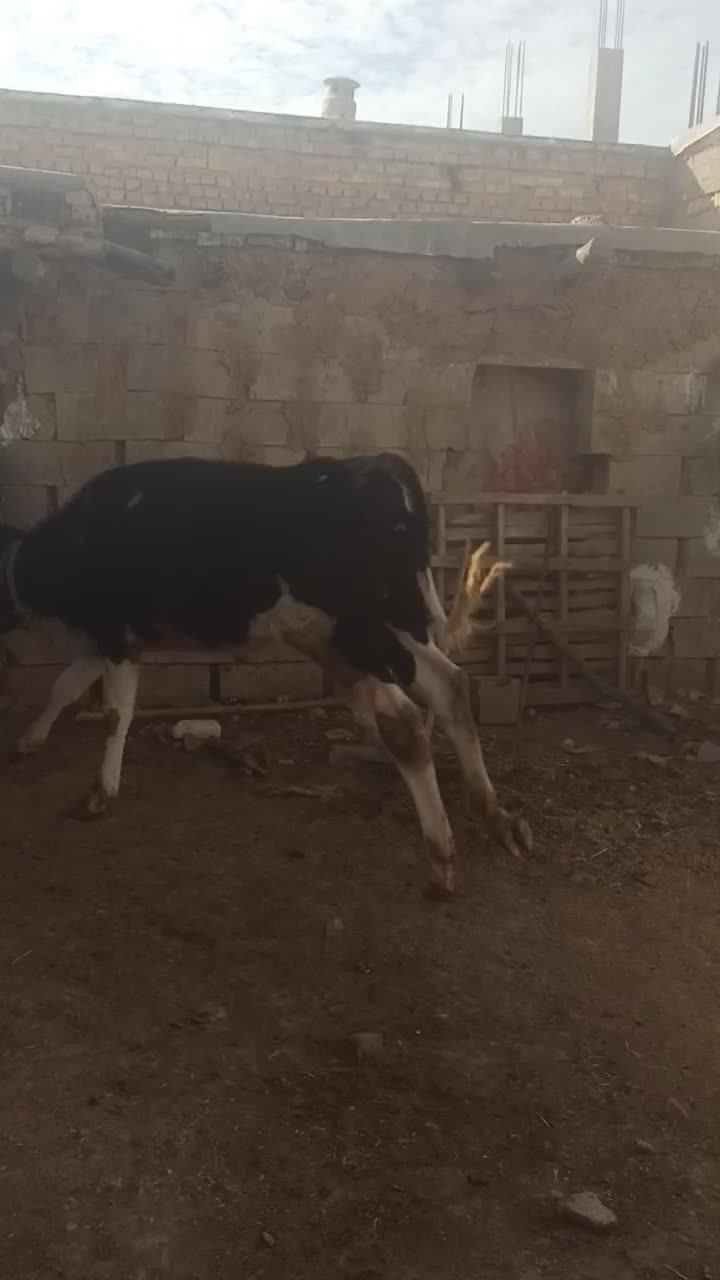 گوساله ماده شنگل|حیوانات مزرعه|لردگان, |دیوار