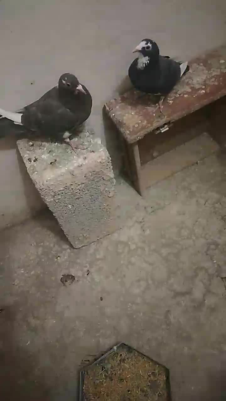 پلنگ|پرنده|کرمان, |دیوار