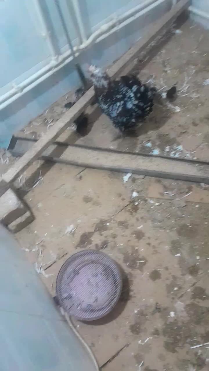 گلین لری قلم سبز|حیوانات مزرعه|رباط‌کریم, رباط‌کریم|دیوار