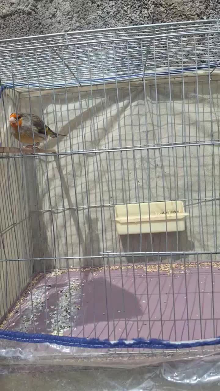 سهره قناری|پرنده|کازرون, |دیوار