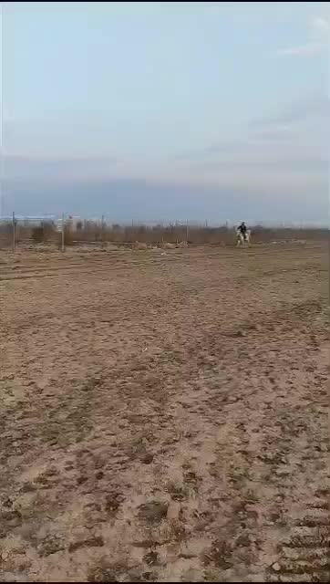 اسب|اسب و تجهیزات اسبسواری|مرودشت, نقش رستم|دیوار