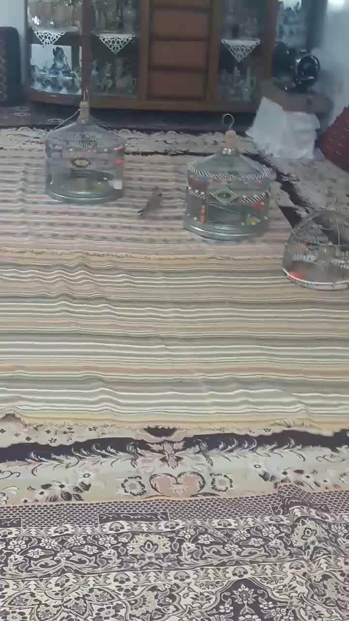 سهره خاکی|پرنده|قم, چهل اختران|دیوار