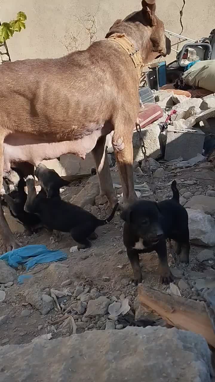 سگ پیتبول گریدین ماده|سگ|صحنه, |دیوار