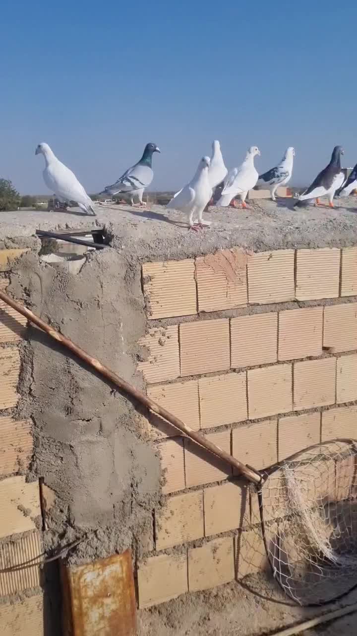 50 عدد نر جنگنده و زدو خوردی|پرنده|عطاملک, |دیوار