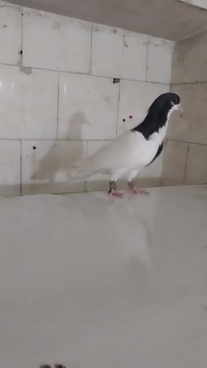 نر چپ سیاه شقه|پرنده|زاوه, |دیوار