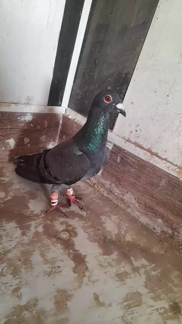 زاغ سبز چاپی گرفتنی|پرنده|نیشابور, ده حلاج|دیوار