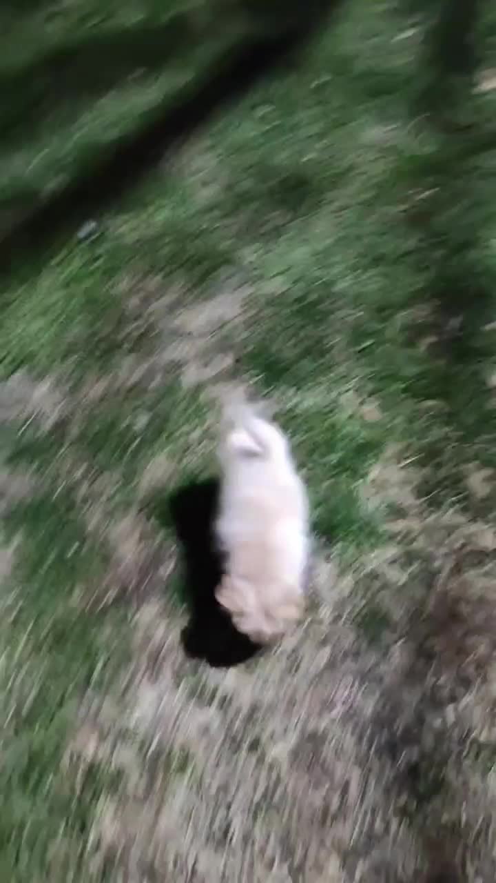 سگ پامر|سگ|مشکین‌دشت, |دیوار