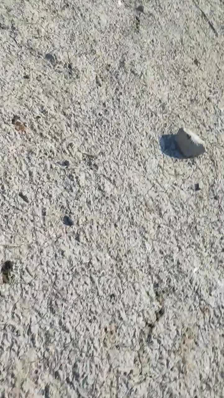 قوقاز لیندا قو قاز افریقای|حیوانات مزرعه|گرگان, |دیوار