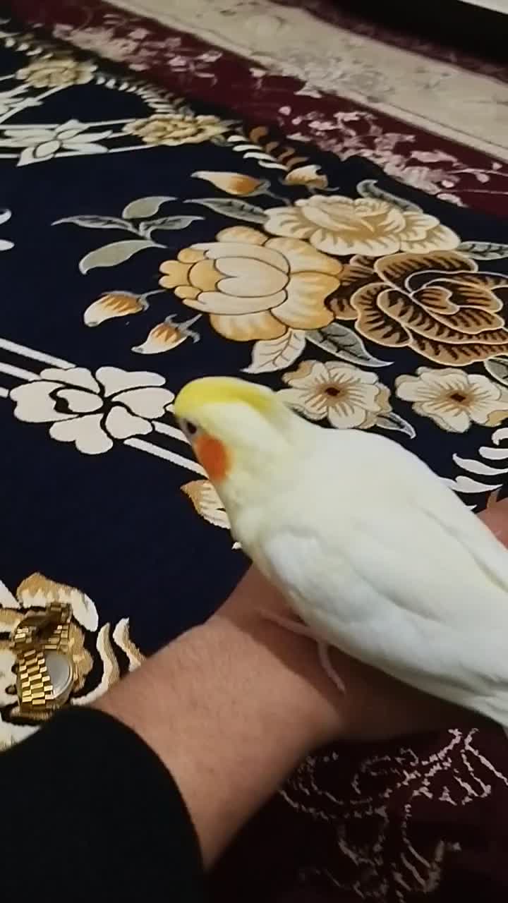 عروس هلندی|پرنده|باوی, |دیوار