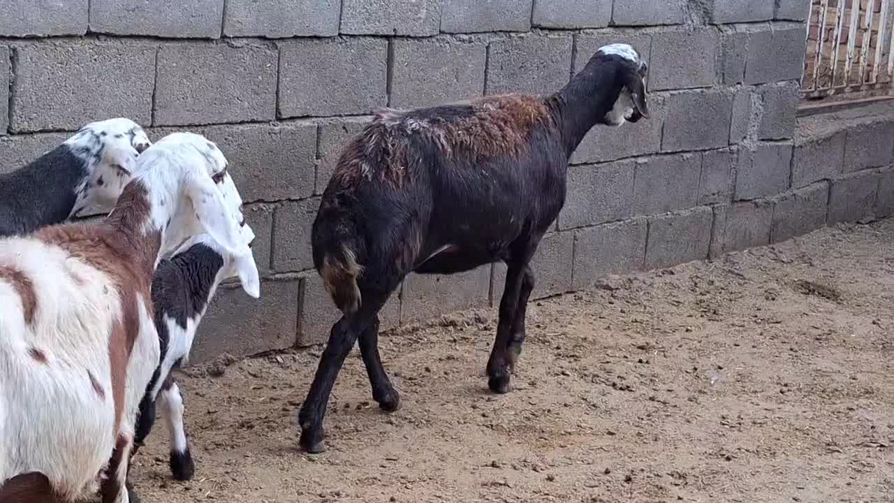 قوچ میش پلنگی|حیوانات مزرعه|بروجرد, |دیوار