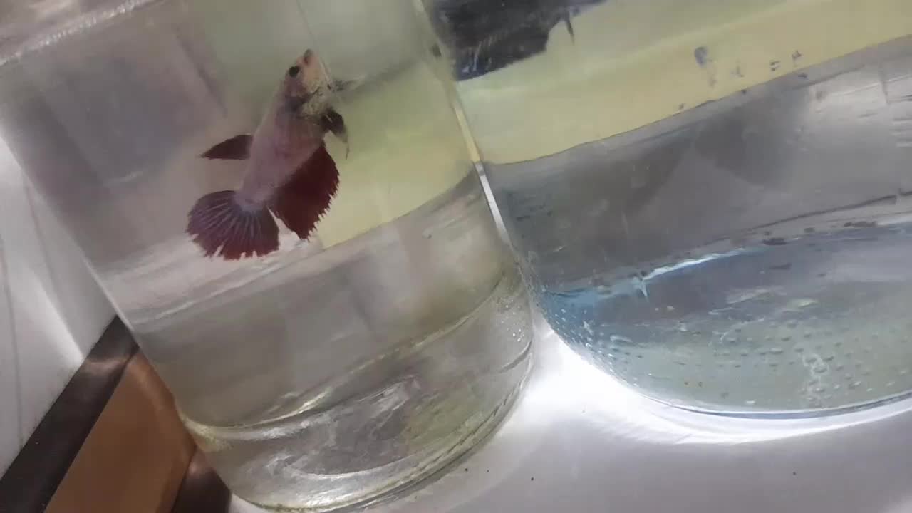 ماهی فایتر، گوپی و غذا|ماهی|تهران, تهرانسر شرقی|دیوار