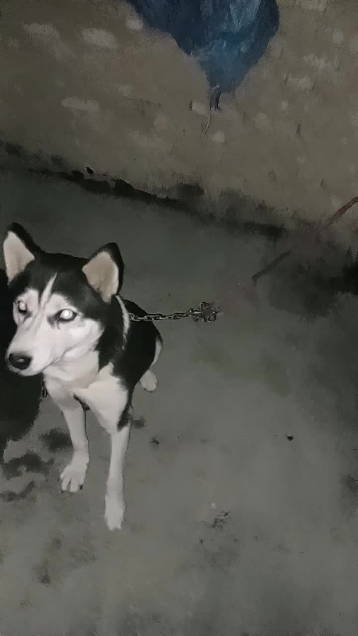 هاسگی|سگ|اردبیل, |دیوار