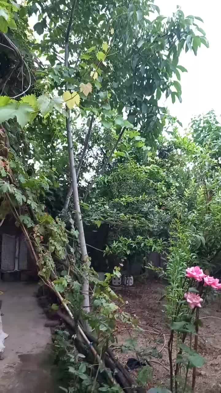 خانه ویلایی ۶۳۰ متری سندار|فروش خانه و ویلا|گنبد کاووس, |دیوار