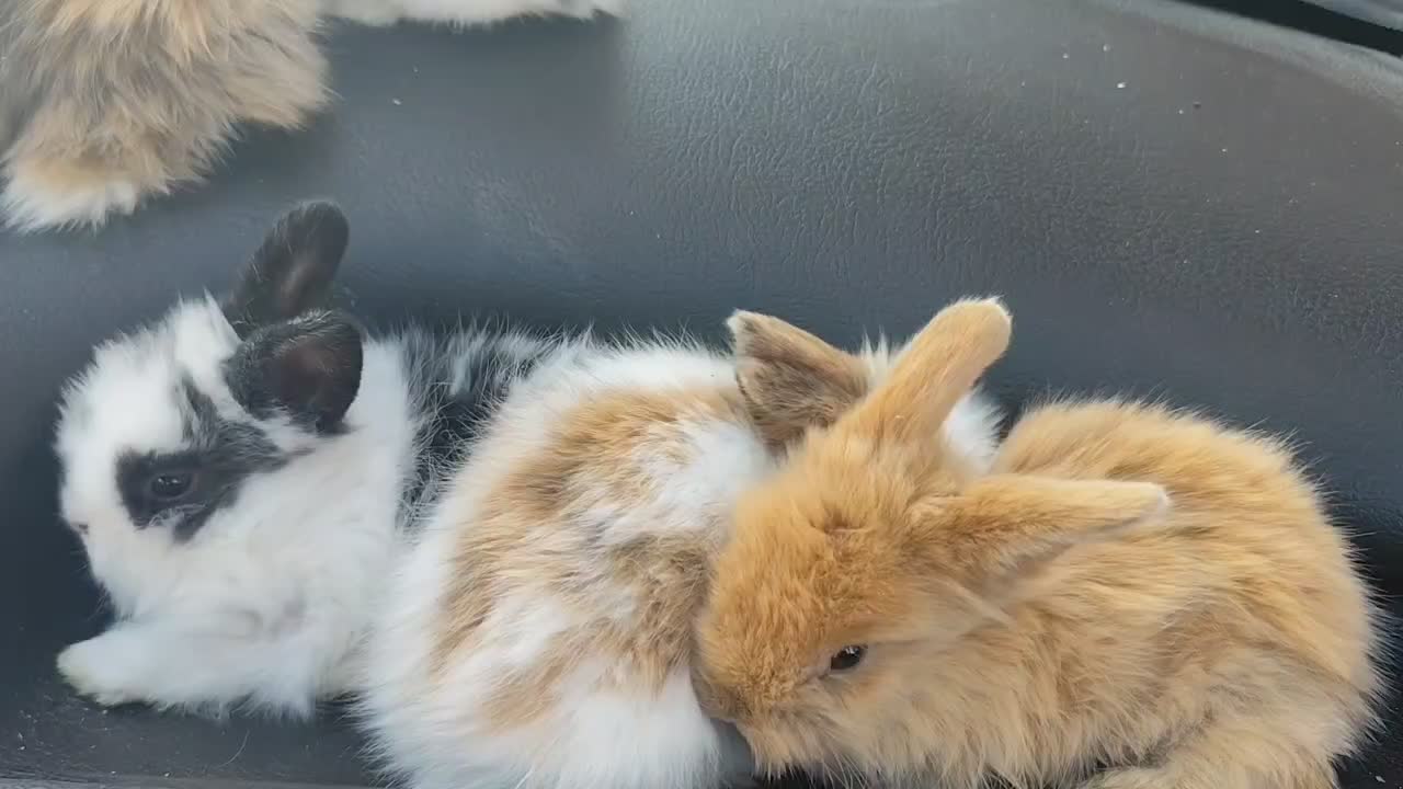 خرگوش لوپ دوماهه|موش و خرگوش|پرند, فاز ۴|دیوار