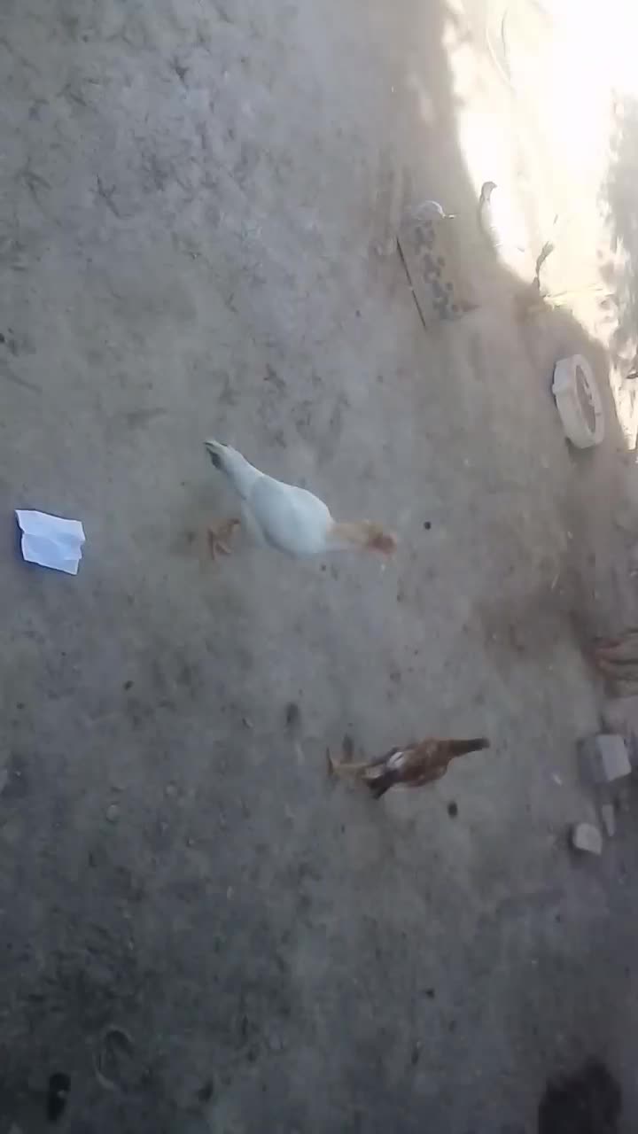 مورغفروشی|حیوانات مزرعه|سیستان, |دیوار