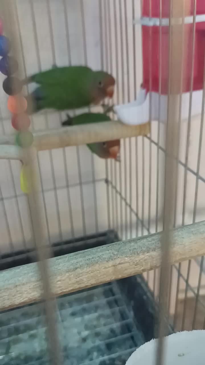 کوتوله برزیلی|پرنده|چالوس, |دیوار