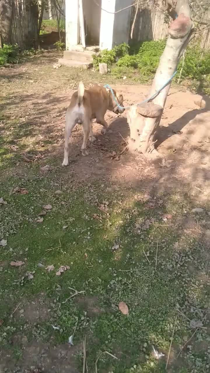 سگالابایاصیل|سگ|کوچصفهان, |دیوار