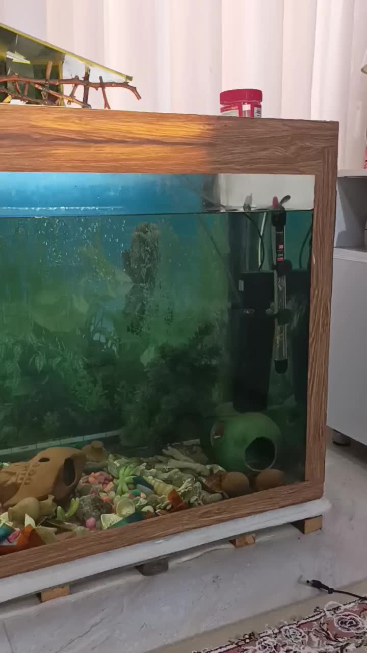 فروش اکواریوم بزرگ با ماهی و کلی لوازم همراه|ماهی|بندر انزلی, بی بی حوریه|دیوار