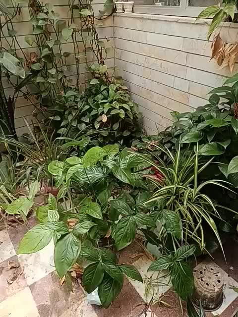 گل گیاه|گل و گیاه طبیعی|نجفآباد, حومه نجف آباد|دیوار