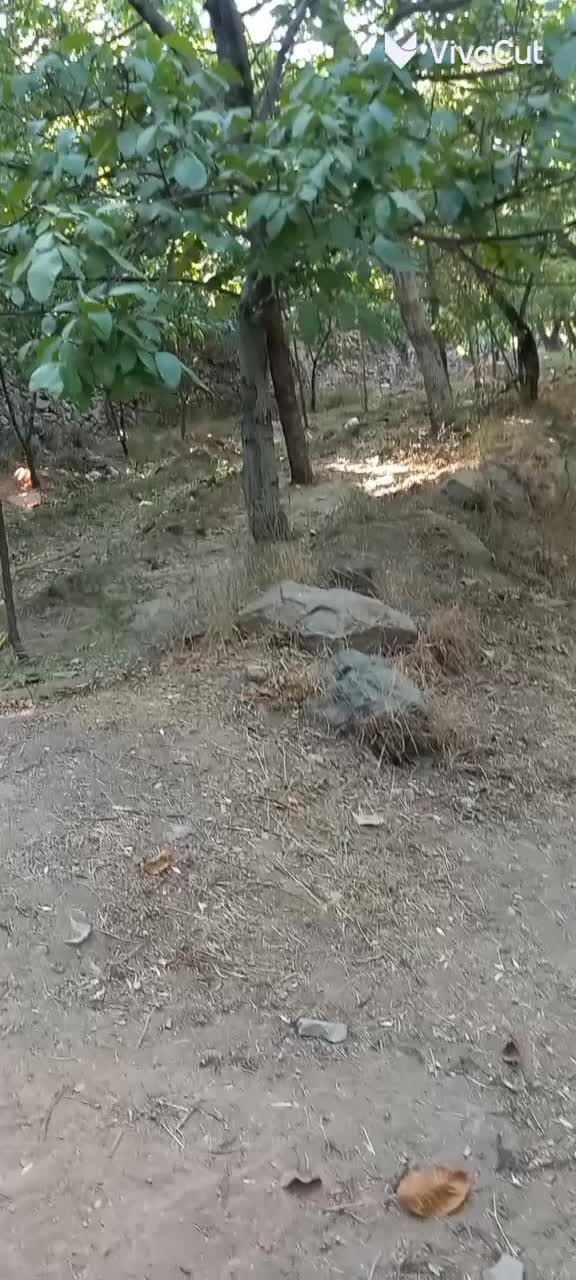 زمین فروشی|فروش زمین و ملک کلنگی|کهک, |دیوار