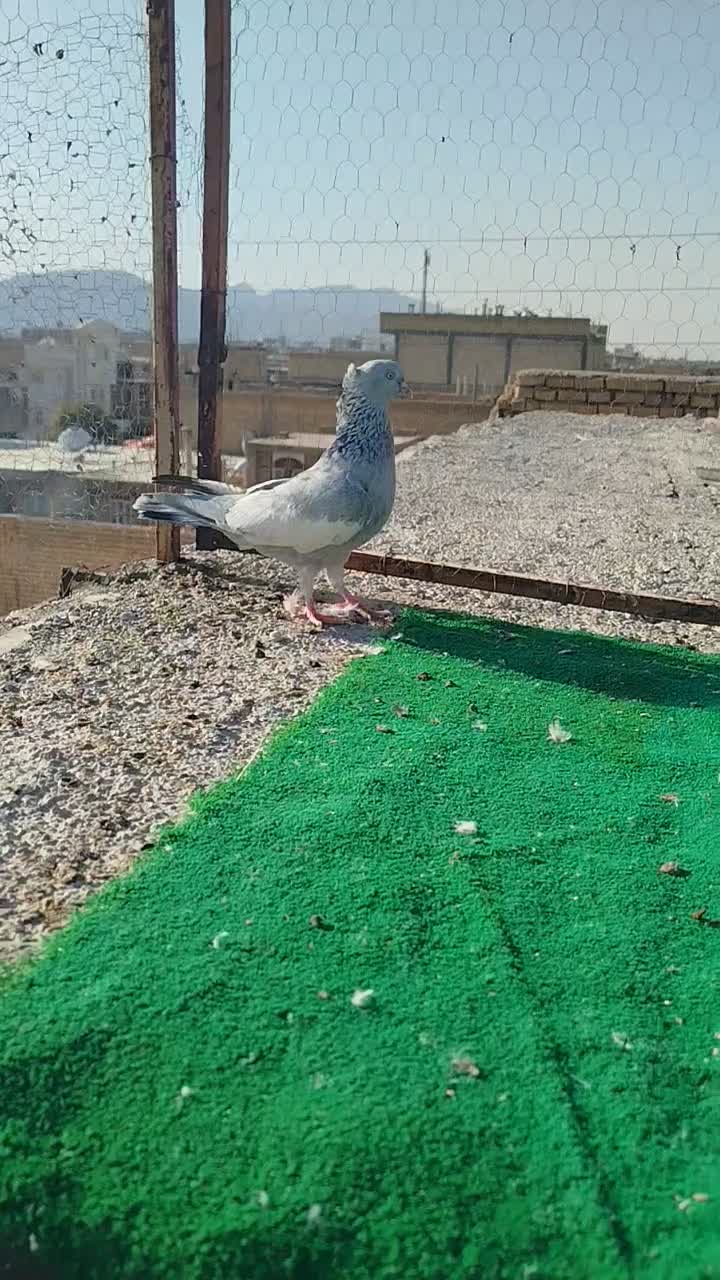 کفتر سینه ابی ماده|پرنده|مرودشت, فرهنگ|دیوار