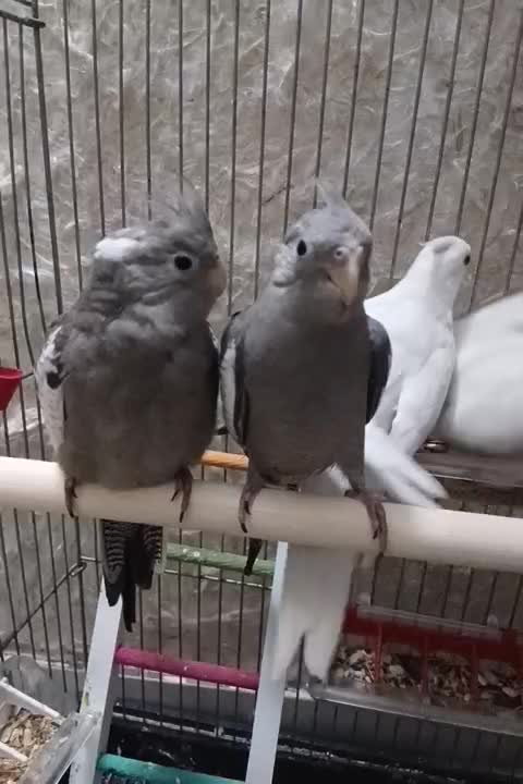 ۳ عدد عروس هلندی سینامون|پرنده|قم, چهار مردان|دیوار