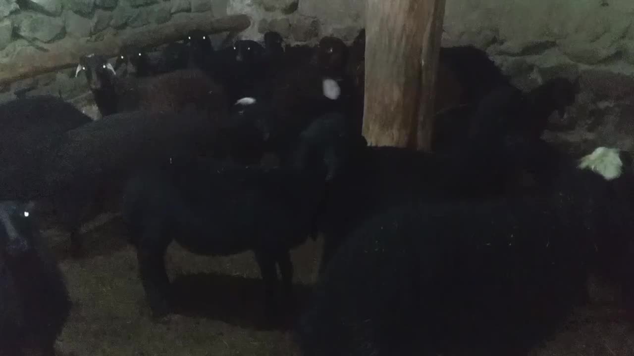 بره|حیوانات مزرعه|نیر (اردبیل), |دیوار