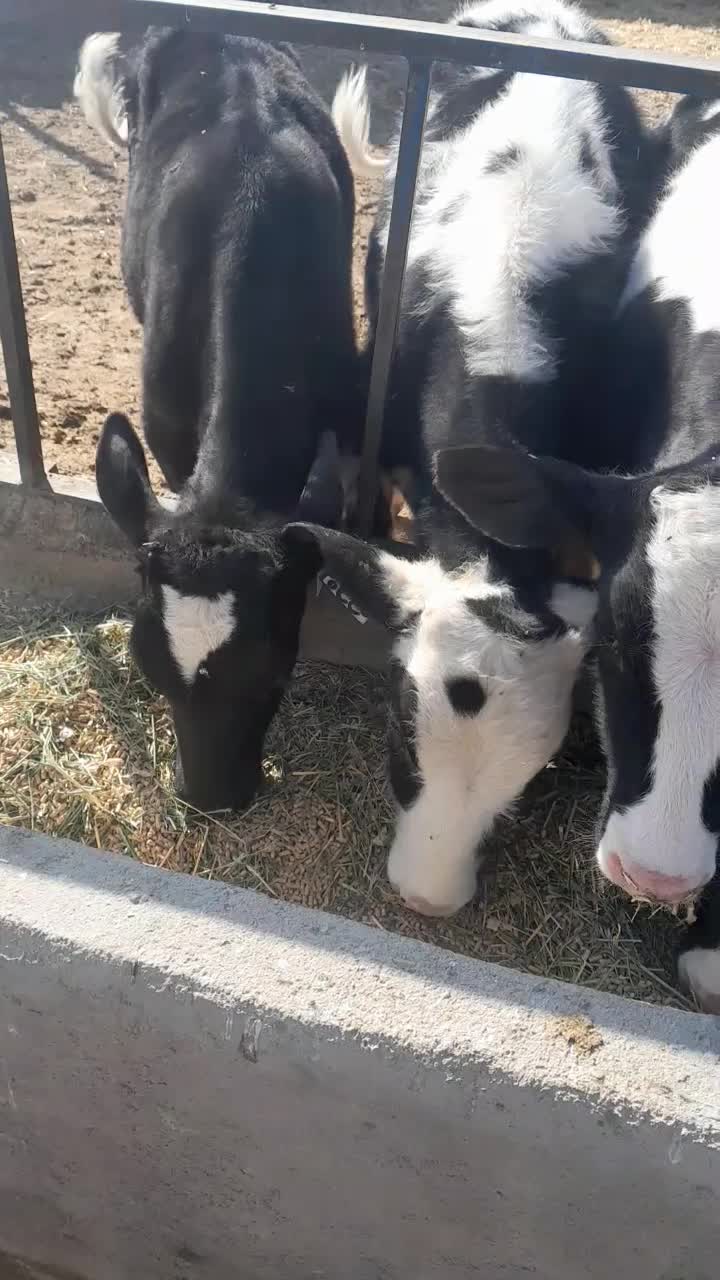 ۱۶راس گوساله صنعتی نر|حیوانات مزرعه|رامند, |دیوار