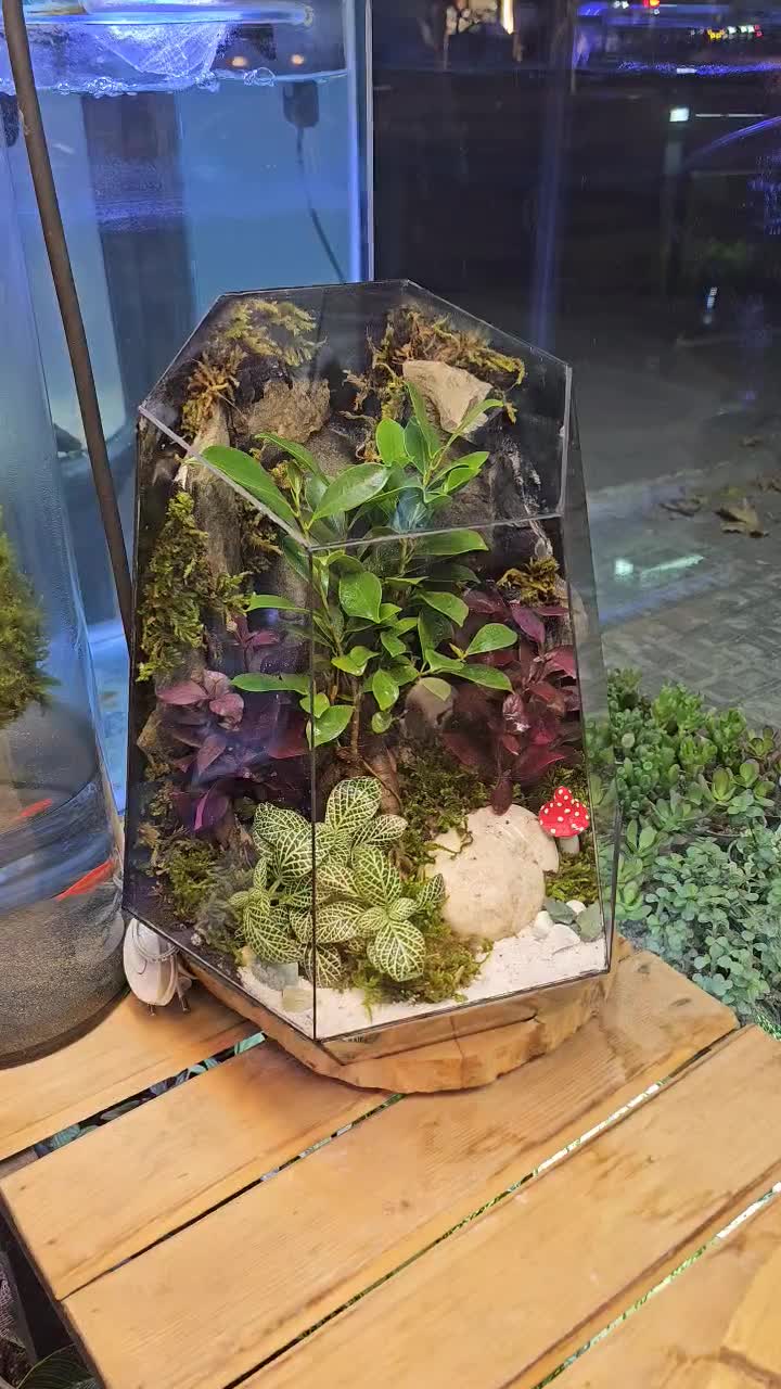 تراریوم چندوجهی دیوار صخرهای|گل و گیاه طبیعی|مشهد, امیر|دیوار