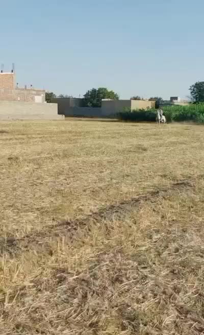 اسب|اسب و تجهیزات اسبسواری|دشتک, |دیوار