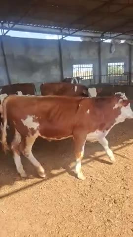 بزرگترین مجموعه سیمنتال برای عزیزان پرواربند|حیوانات مزرعه|کرمان, |دیوار