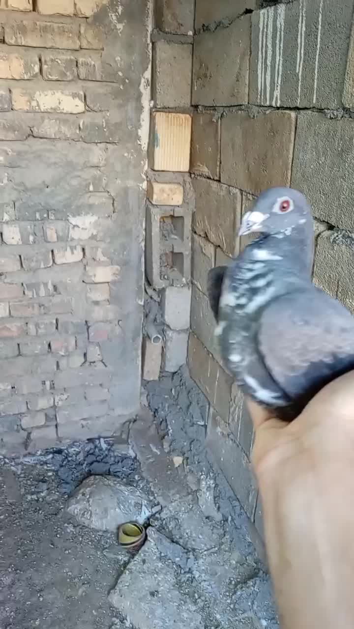 سینه سفد. کشکی|پرنده|اصفهان, دانشگاه اصفهان|دیوار