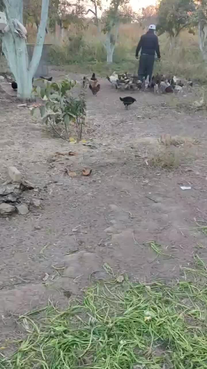 مرغ و خروس|حیوانات مزرعه|اقبالیه, |دیوار