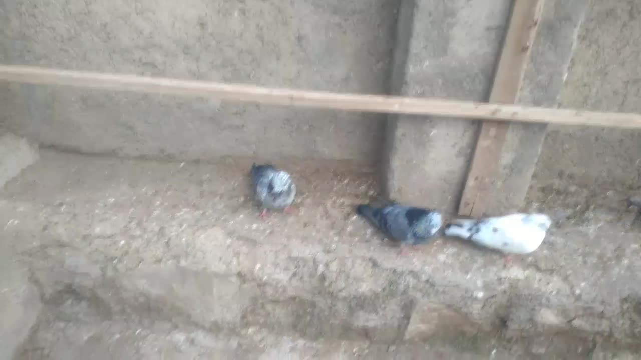 کبوتر|پرنده|خلخال, |دیوار