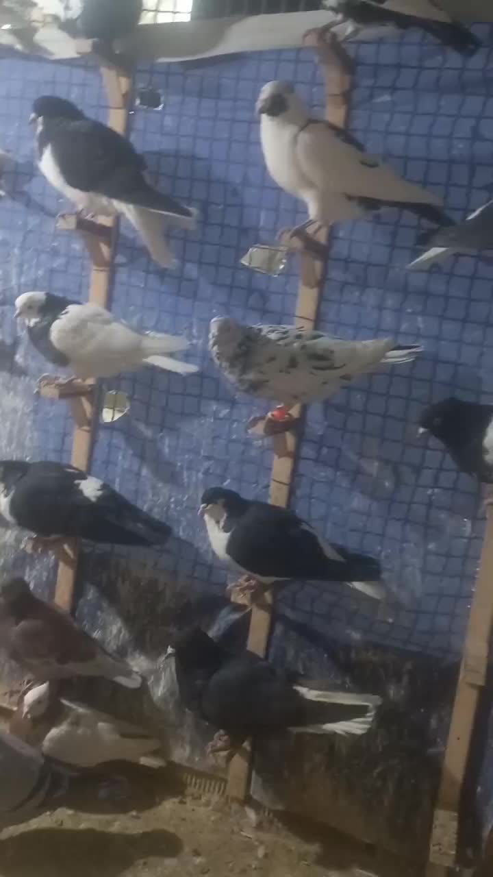 کبوتر|پرنده|فیروزه, |دیوار