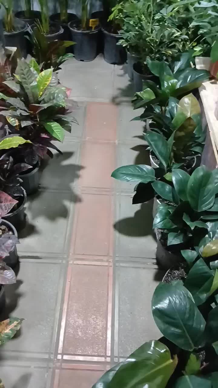 بار جدید شارژشد گلهای جدیدگلتاک|گل و گیاه طبیعی|ایرانشهر, |دیوار