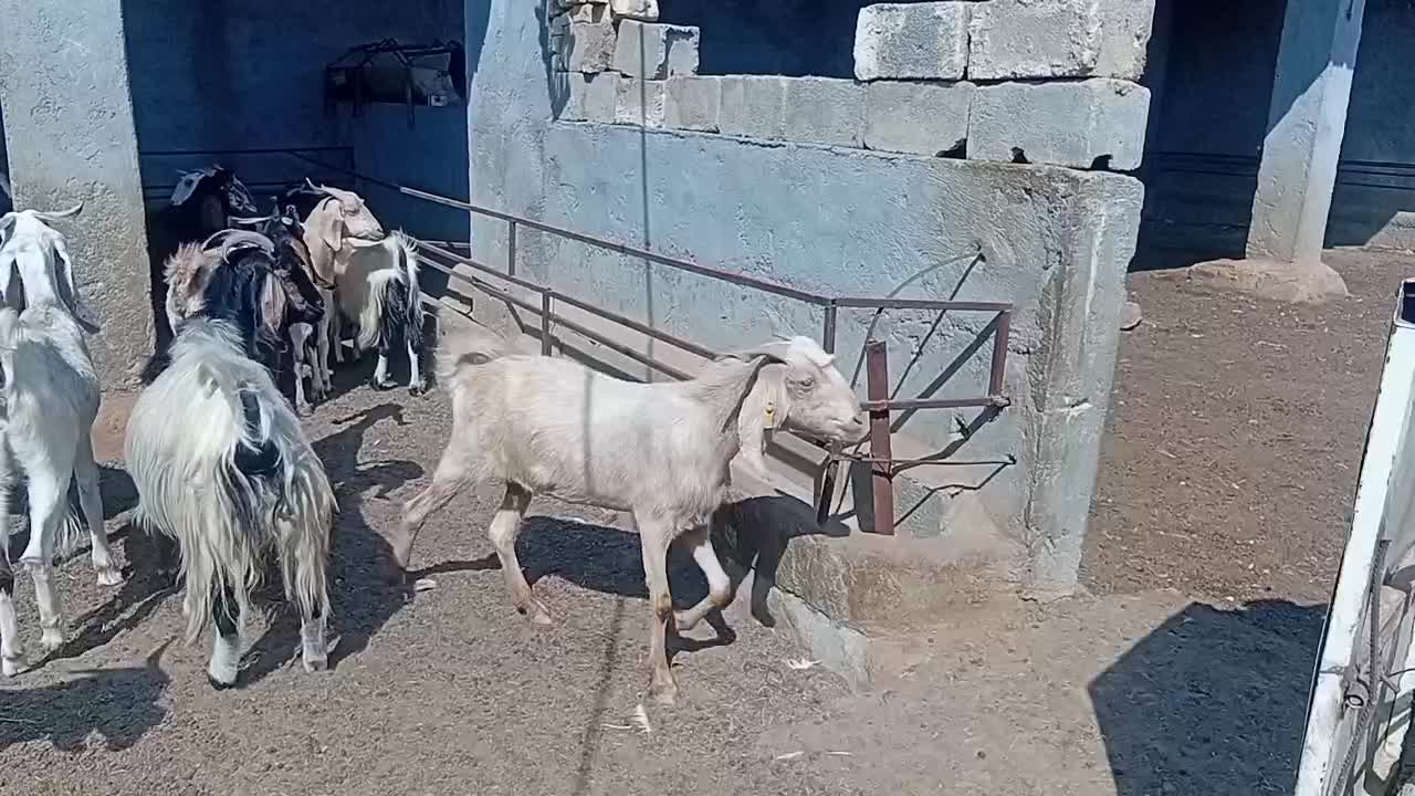 فروشی.|حیوانات مزرعه|وراوی, |دیوار